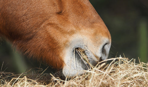 The Gentle Art of Nourishment: Feeding Horses for Weight Gain