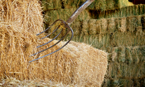 Hay with pitchfork
